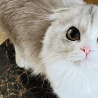 我家猫咪真的很会生活|天天霸占这5件好物，日子过得比我还滋润