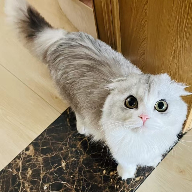 我家猫咪真的很会生活|天天霸占这5件好物，日子过得比我还滋润