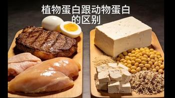 植物蛋白vs乳清蛋白：谁更适合你的健康目标？