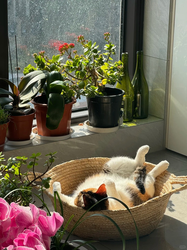 日常感叹：我家猫的喵生也太幸福了！几十块就能拉满幸福感