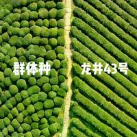 西湖龙井三大品种怎么选?43号、群体种、中茶108风味大不同