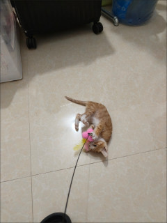 加长杆逗猫棒助猫咪耗精力