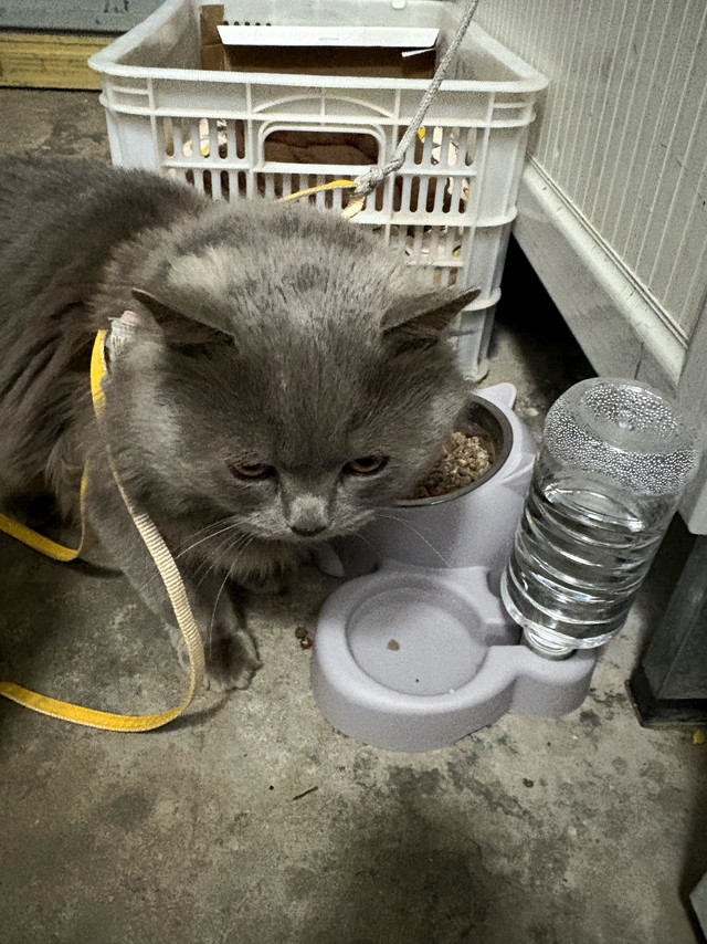 猫咪防溢水碗解决湿毛问题