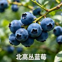 蓝莓怎么选？甜度、口感、耐运性全解析，照着买不踩雷