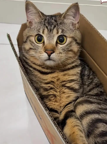 养猫家庭必备！这款零食解决猫咪多种小烦恼