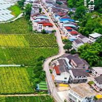 想摘蓝莓别跑错！全国三个明月村，只有长沙这个真有莓