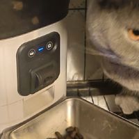 养猫好物分享，自动喂食器：治好了我的“猫饿焦虑”