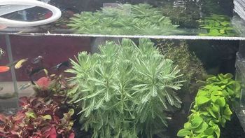 鱼缸造景别乱买！红波水草才是兼顾颜值与实用性的 “全能选手”