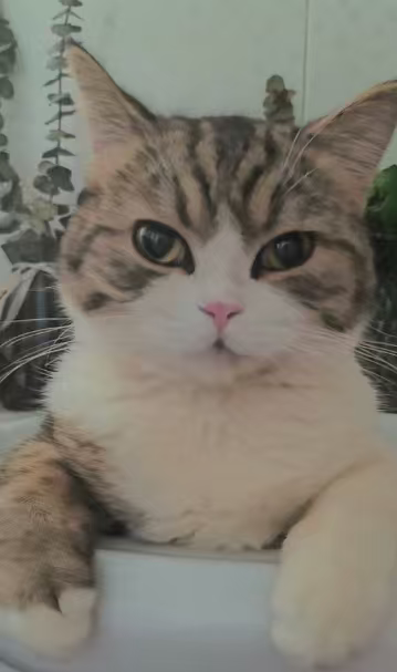 铲屎官闭眼入！这款猫砂承包养猫所有烦恼