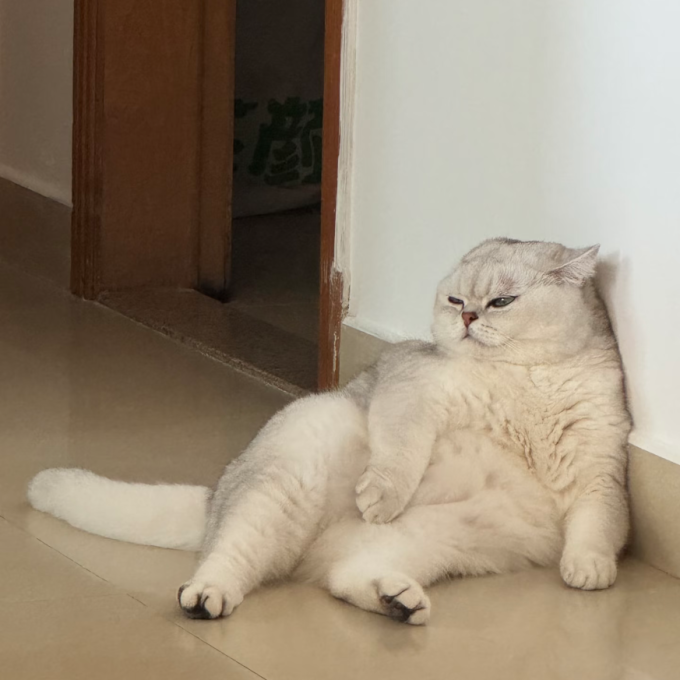 彼诞通用猫狗窝