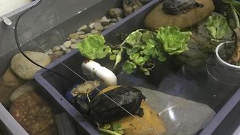 0过滤0换水？乌龟生态缸的低维护真相