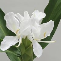 夏天就养5款“爆花王”，不用费心管，满屋都是高级香