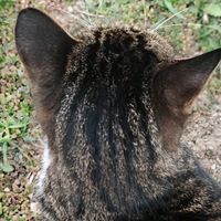 空军钓鱼佬意外收获：鱼没钓到，倒是“钓”了只猫