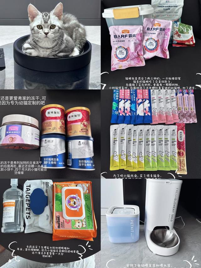 Plog | 这是一期猫猫用品分享🐱