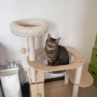 养猫半年最值入手！这款猫爬架拯救了我的沙发，猫主子天天上头