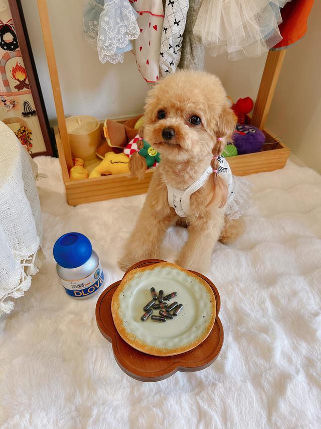 从今天开始，给毛孩的大脑“加餐”吧~