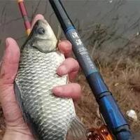 鲫鱼停口别急换位，看懂这三点再下竿