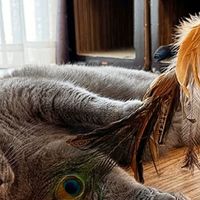 长款羽毛逗猫棒：安全互动必备
