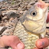 “天元邓刚配方”真那么神？拆解野钓黑坑通用饵的底层逻辑
