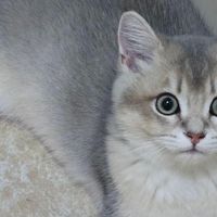 糯米:治愈我emo时刻的小猫