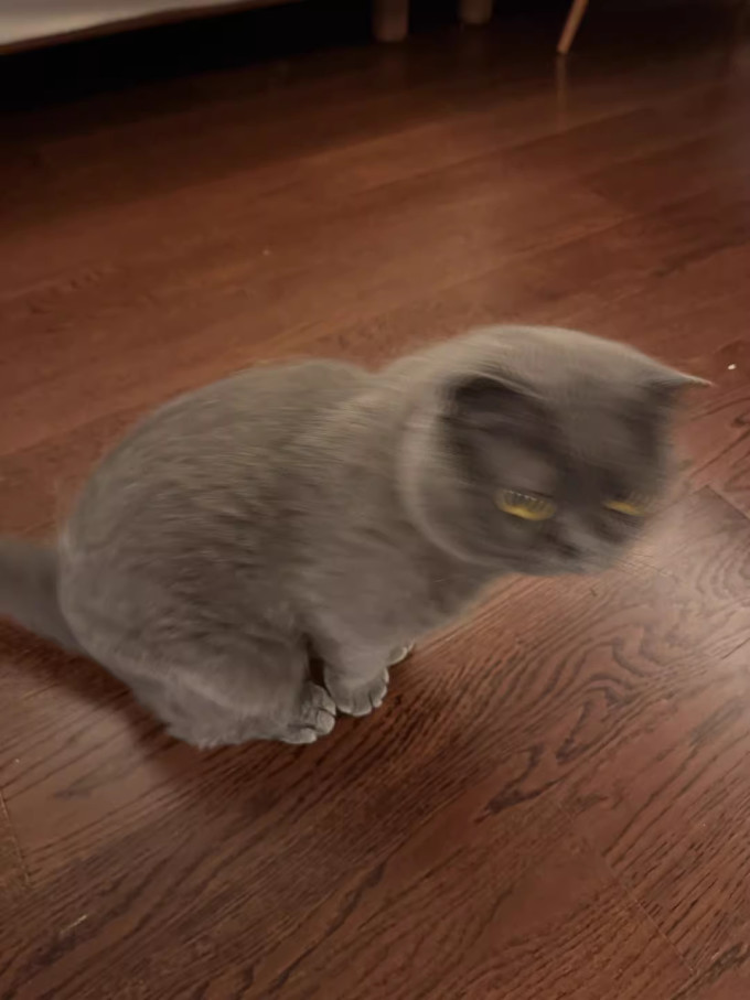 网易严选猫粮
