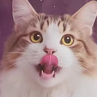 我家挑嘴橘猫终于不再拿鼻孔看猫粮了