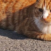 我家小猫的三大生活哲学,慵懒即是人间理想