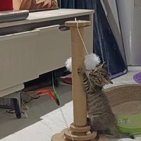猫主子高要求生活指南：猫玩具+猫爬架精准选购攻略