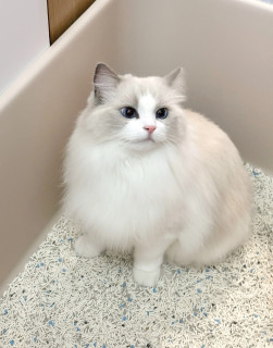 猫砂囤货攻略