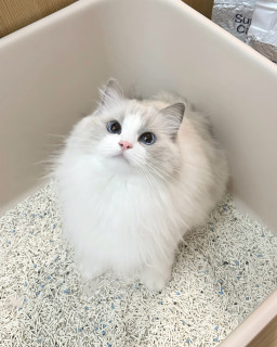 猫砂囤货攻略