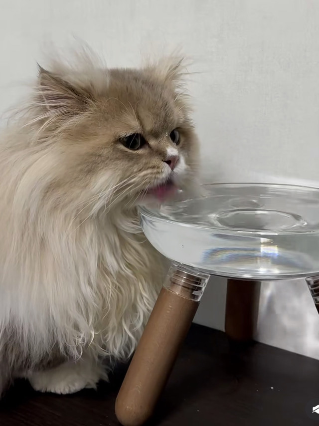 猫咪不爱喝水？试试这个神器！