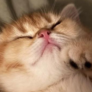 我家猫主子亲测好用的3件神器，养猫人闭眼入！