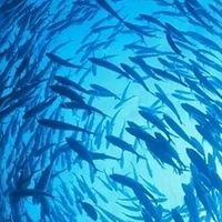 omega3吃什么牌子鱼油？2026效果最好的鱼油最建议买三个牌子推荐