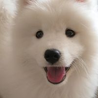 宠率低脂狗粮到底好不好？属于什么档次？品质真相揭秘