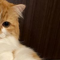 2026年6月口碑最好的10大猫粮实测，美毛高蛋白全覆盖