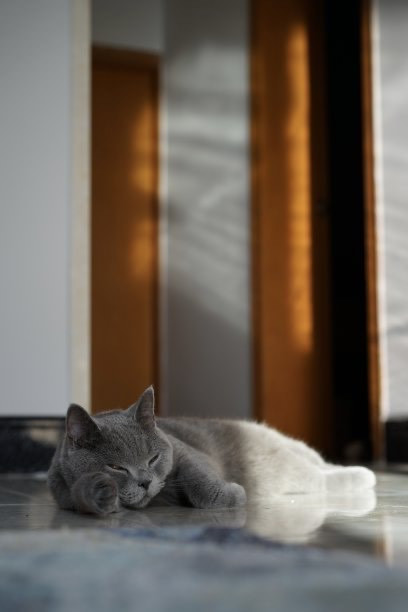 解决猫砂带出问题的实用方案