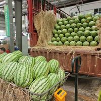 麒麟瓜价格大跳水!6月吃瓜自由来了?
