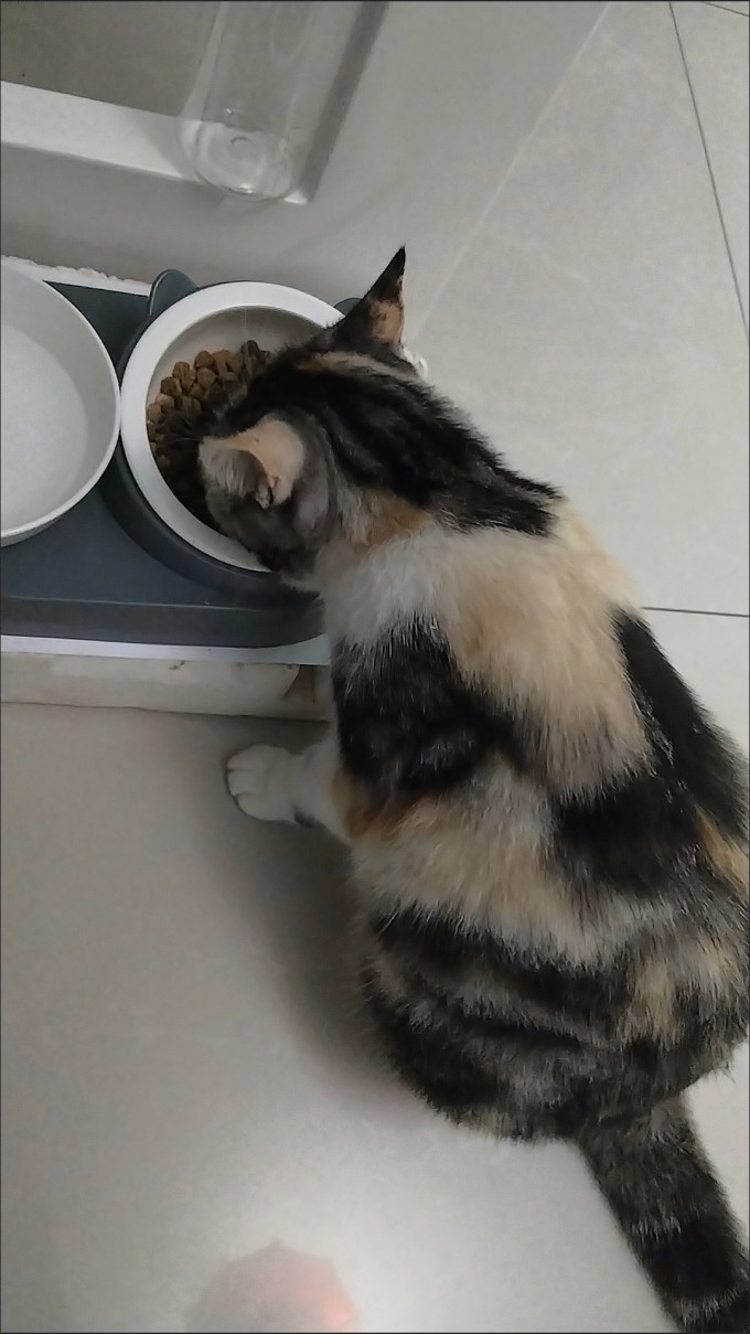猫粮