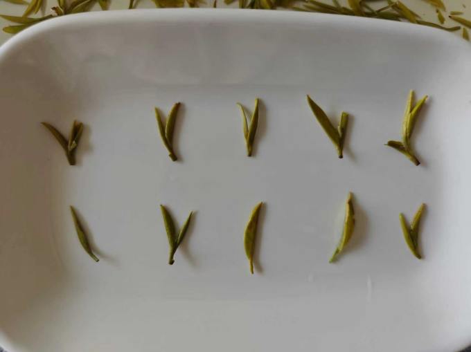 绿茶