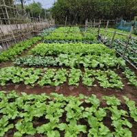 暴雨后菜园自救指南：清病苗、抢种耐热速生菜