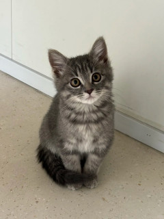新手养猫科学全攻略｜别冲动接猫！看完再决定