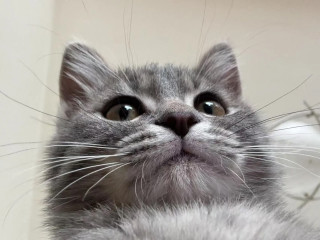 新手养猫科学全攻略｜别冲动接猫！看完再决定