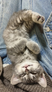 新手养猫科学全攻略｜别冲动接猫！看完再决定