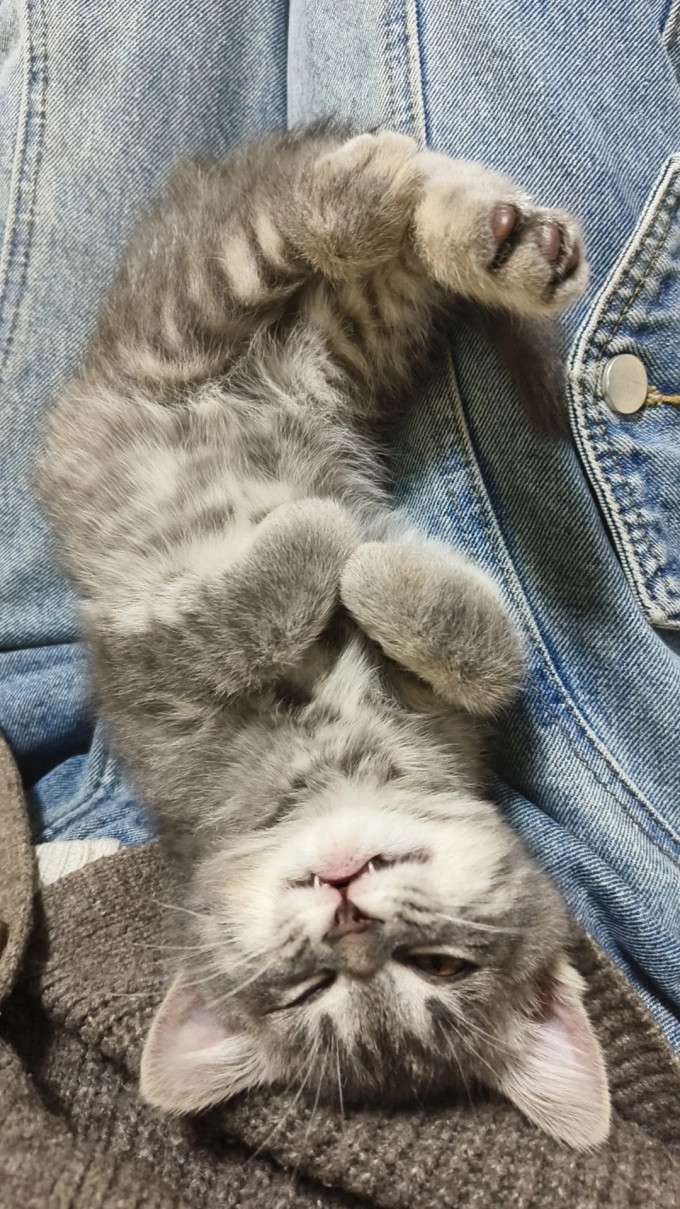 猫咪