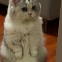 玻璃胃猫咪福音，这款鲜肉猫粮轻松养好肠道