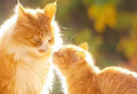 猫咪7岁后何时该换老年粮？室内熟龄猫主粮品牌对比