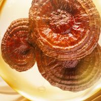 哪些灵芝孢子粉温和不刺激？2026年口碑好物横评与选购心得分享