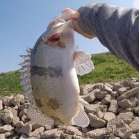 新手必看！铅头钩、德州、卡罗钓组怎么选？一文说清避障+上鱼关键