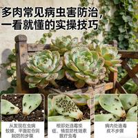 多肉掉叶发黑？虫害病害这样分清救活