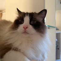 猫咪泌尿问题不用愁，这款功能猫粮喂养实测